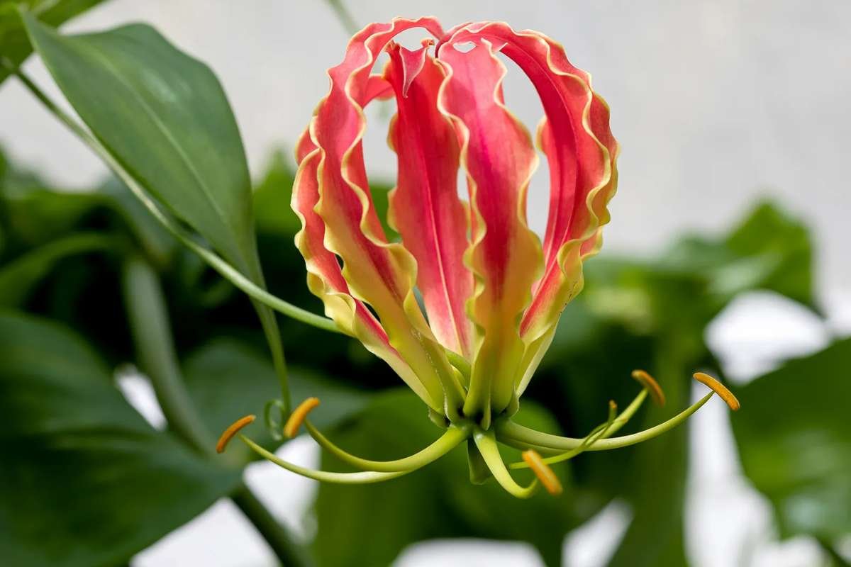 10 Most Expensive Flowers in the World and Why They Cost More | The Lifesciences Magazine