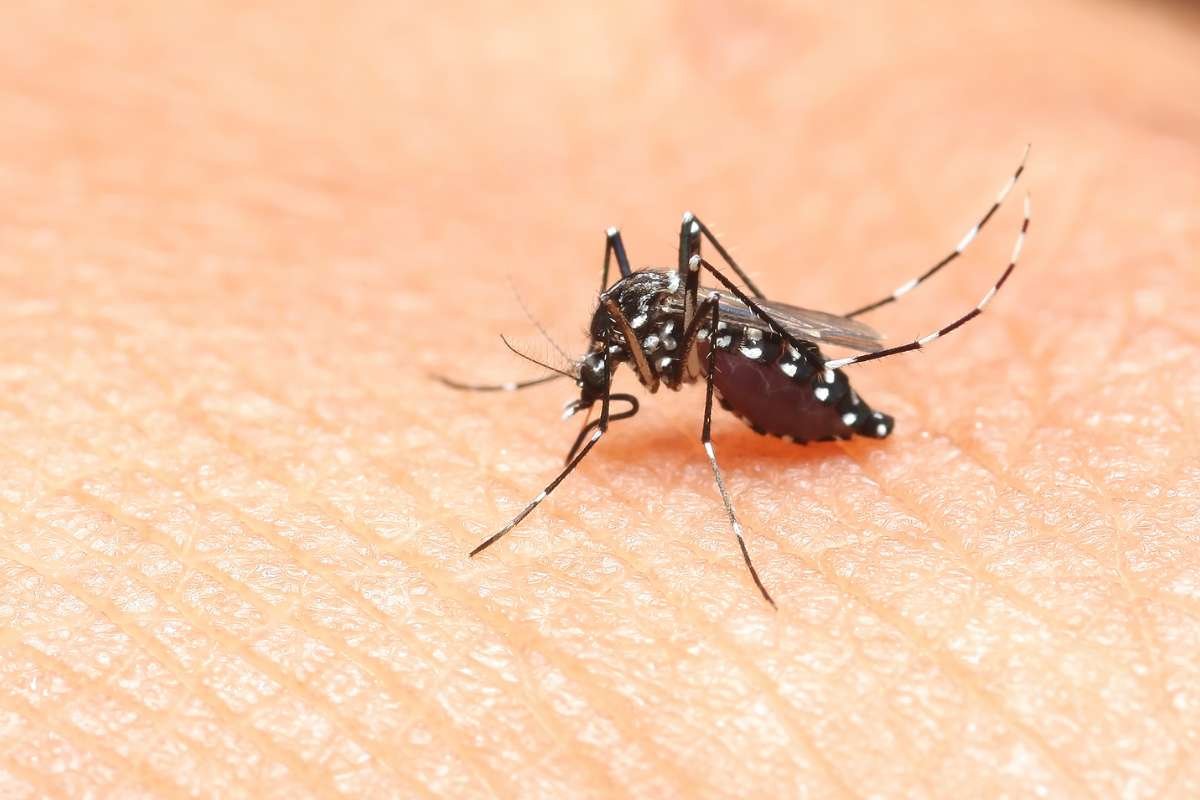 Bed Bug Bites vs Mosquito Bites That Stop the Itch Panic | The Lifesciences Magazine