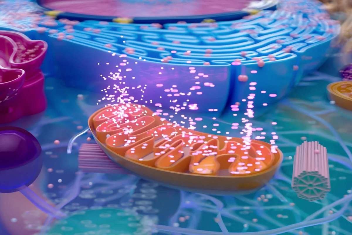 Scientists Discover Mitochondrial Uncouplers That Boost Calorie Burning in Mitochondria | The Lifesciences Magazine