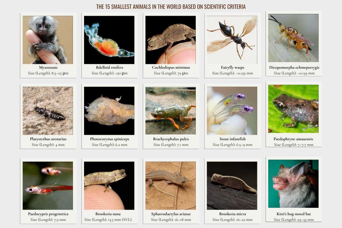 Smallest Animals in the World: Evolution Lessons from 15 Tiny Species | The Lifesciences Magazine