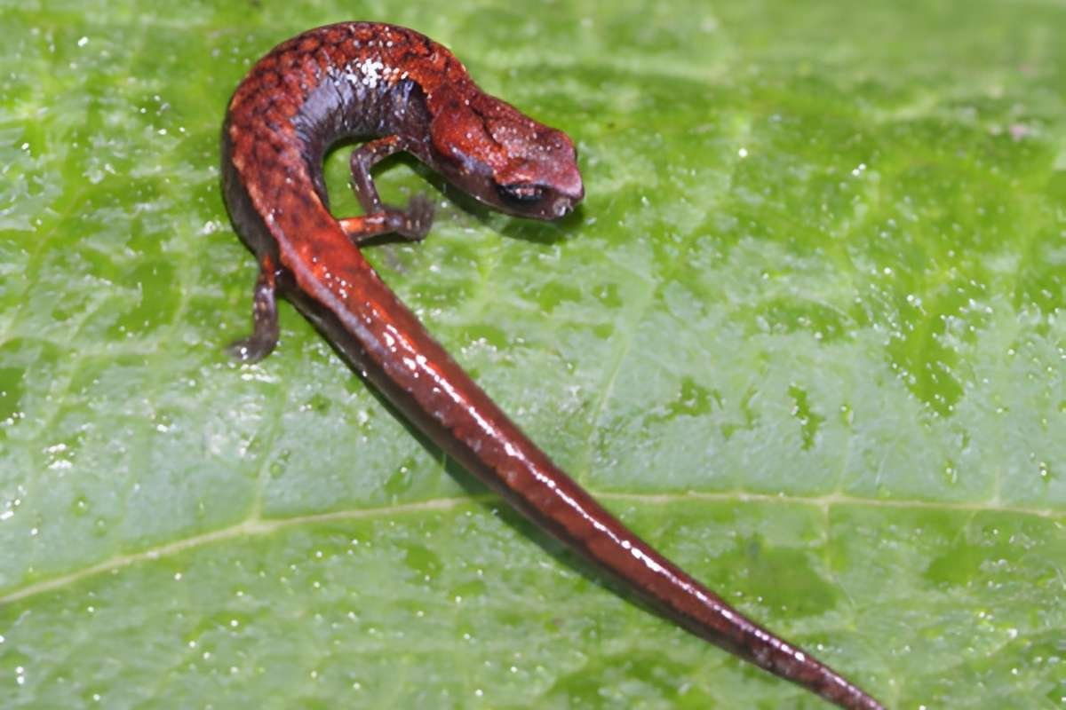 You Won’t Believe the 10 Smallest Amphibians in the World Revealed | The Lifesciences Magazine