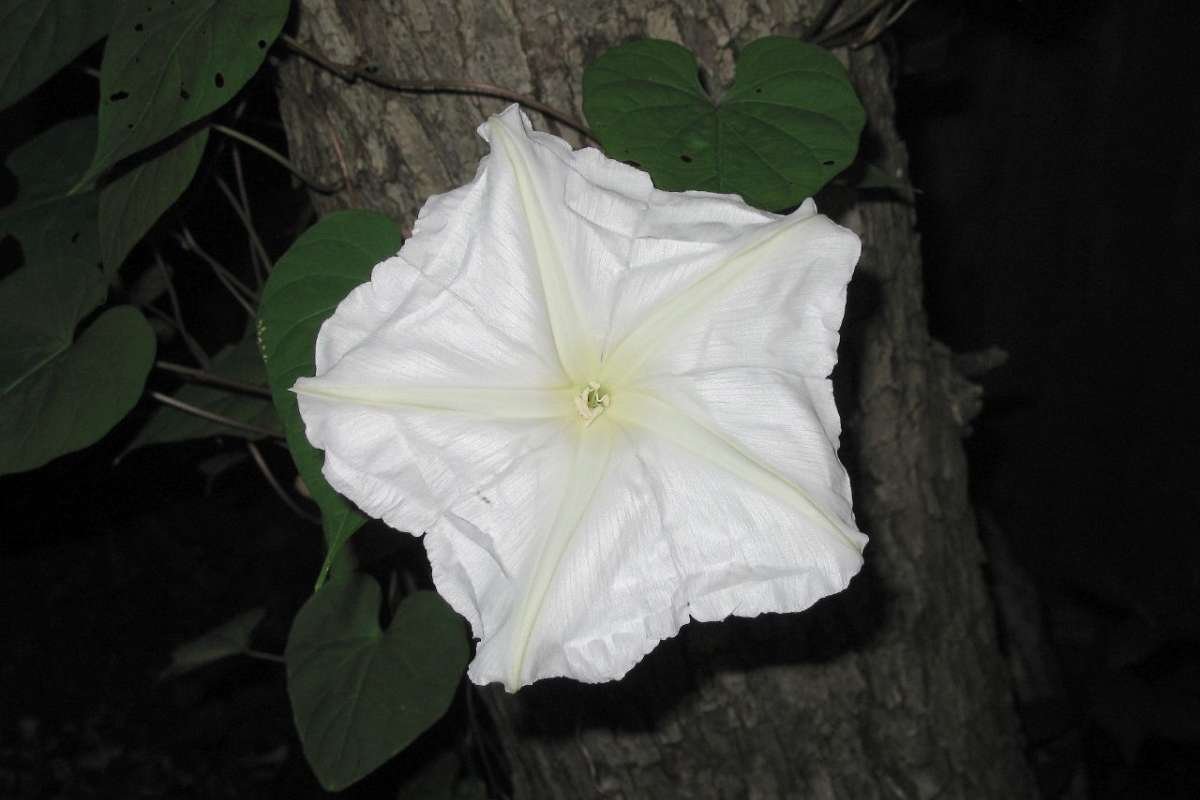 Enchanting Flowers That Bloom in the Dark: Moonlit Secrets | The Lifesciences Magazine