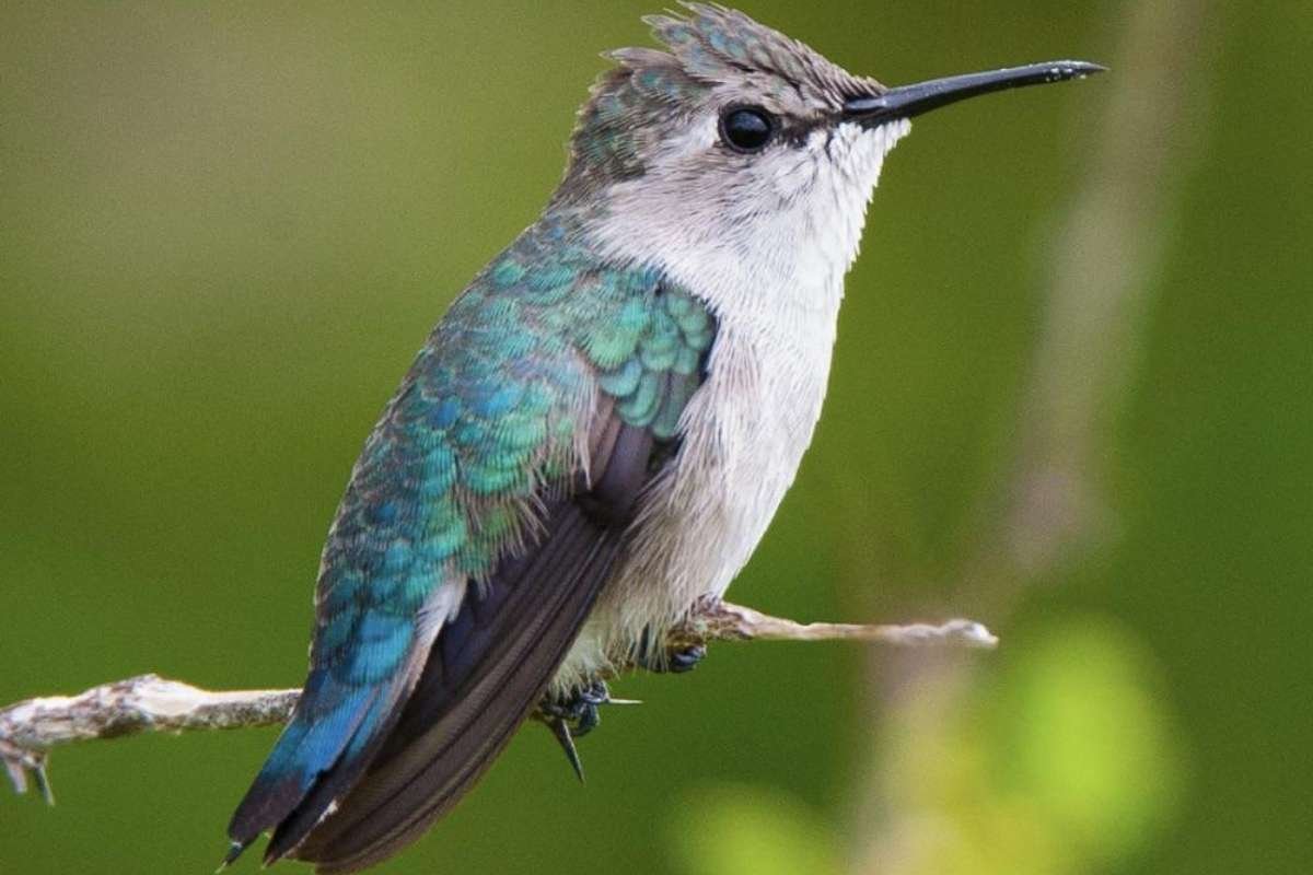 Meet the Top 10 Smallest Birds in the World and Their Big Roles | The Lifesciences Magazine