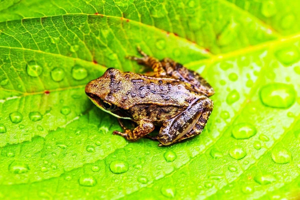 You Won’t Believe the 10 Smallest Amphibians in the World Revealed | The Lifesciences Magazine