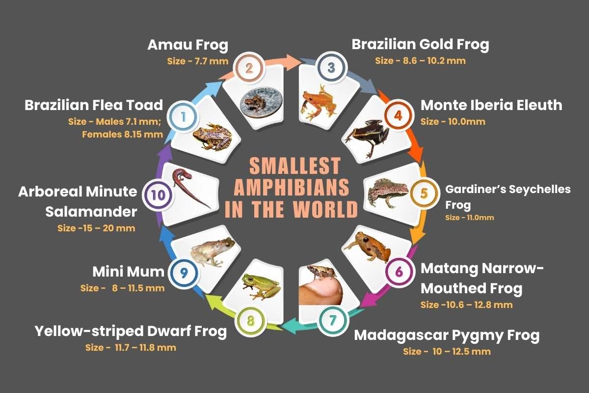 You Won’t Believe the 10 Smallest Amphibians in the World Revealed | The Lifesciences Magazine