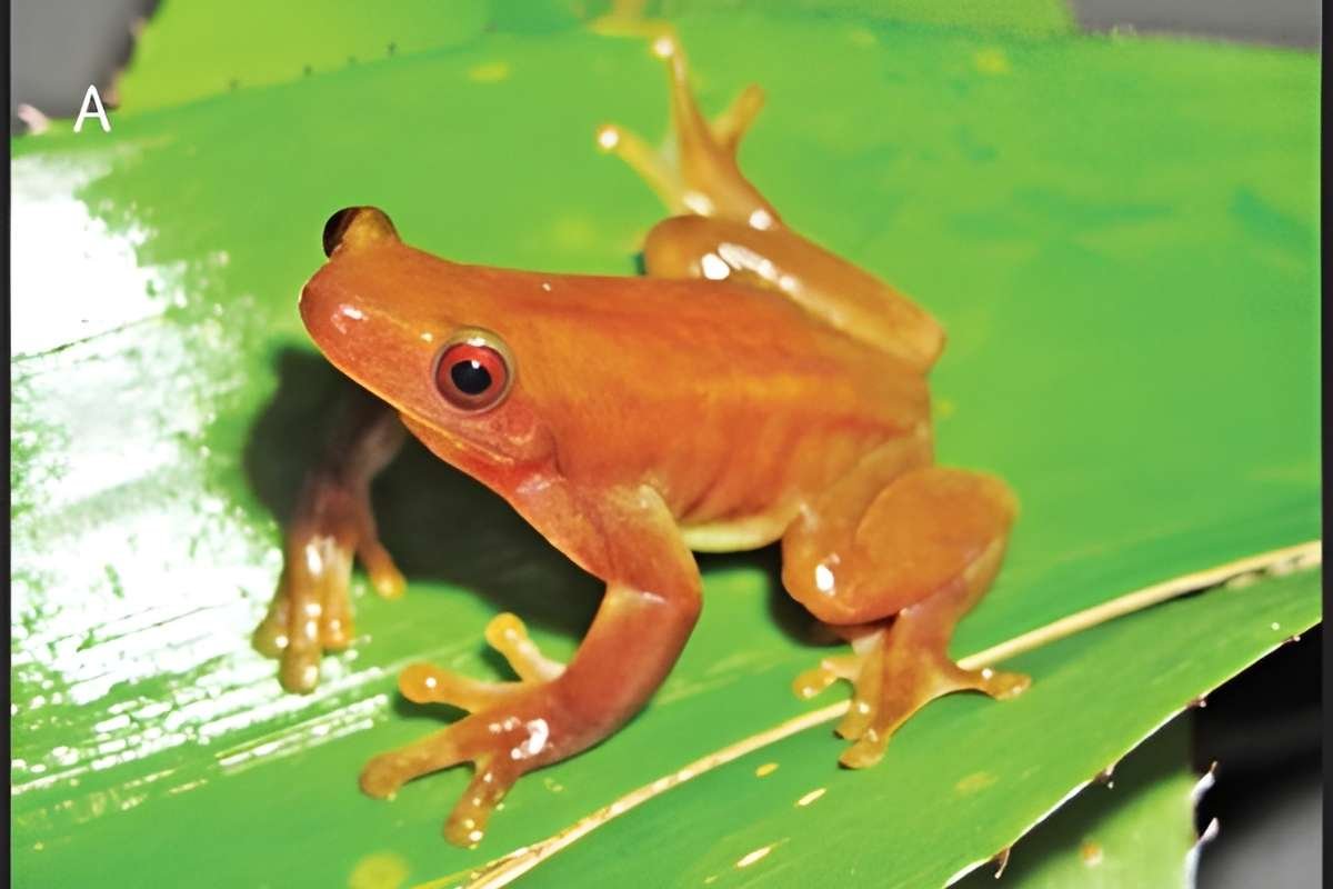 You Won’t Believe the 10 Smallest Amphibians in the World Revealed | The Lifesciences Magazine
