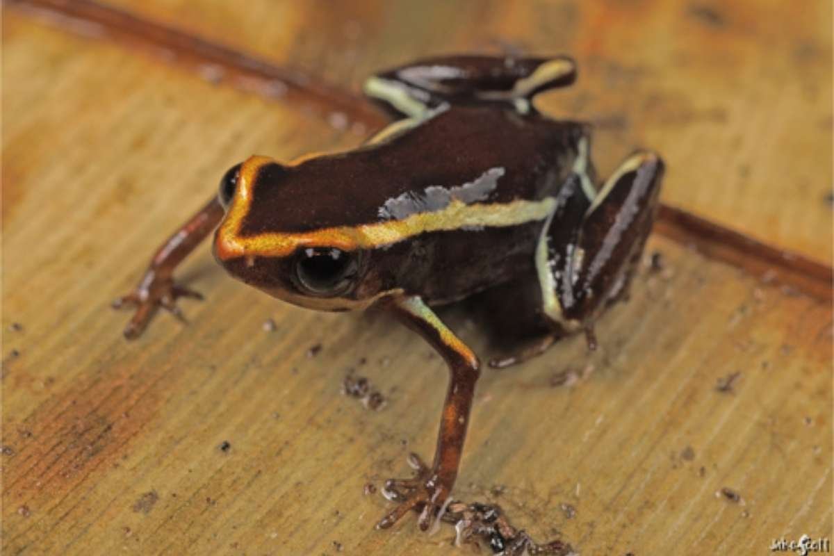 You Won’t Believe the 10 Smallest Amphibians in the World Revealed | The Lifesciences Magazine