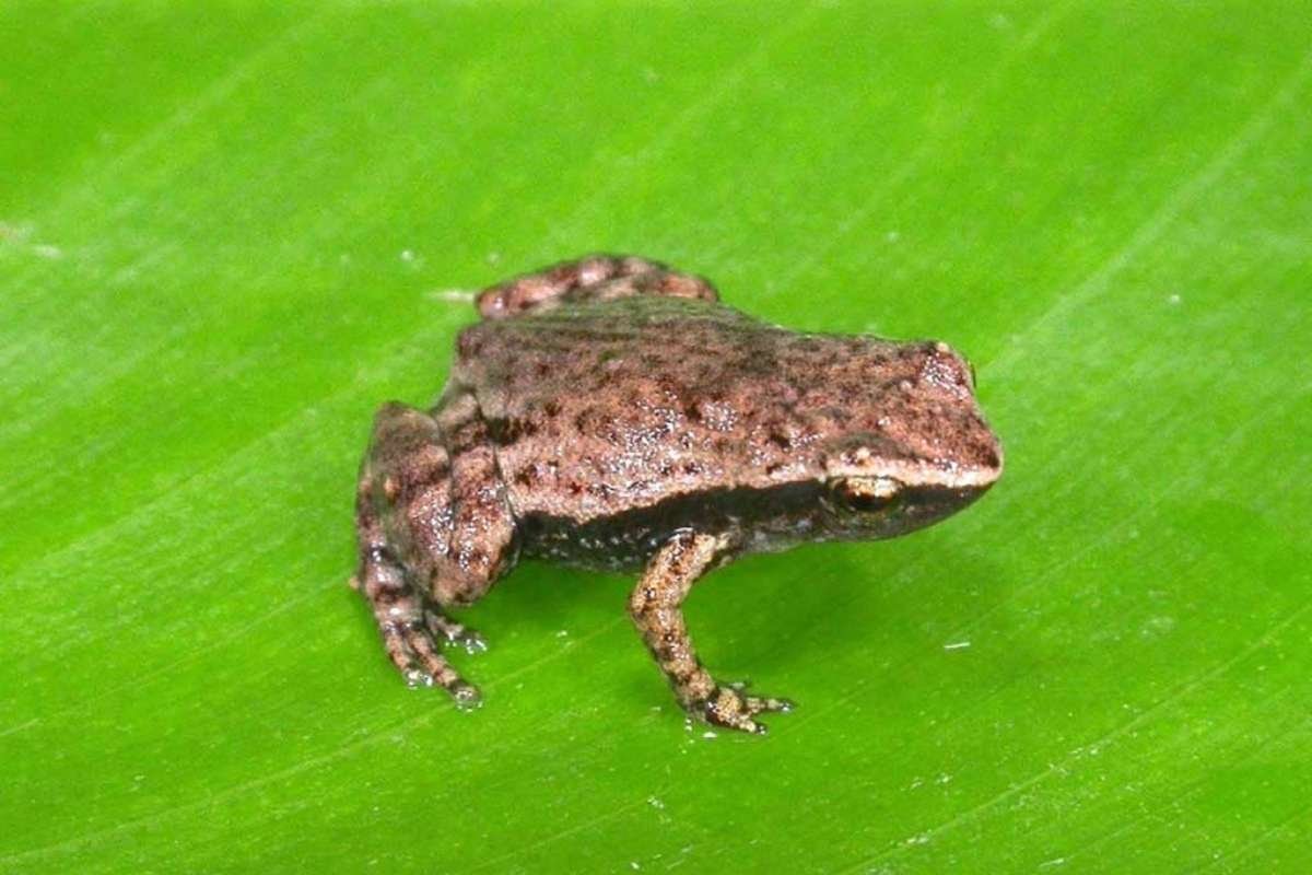 You Won’t Believe the 10 Smallest Amphibians in the World Revealed | The Lifesciences Magazine