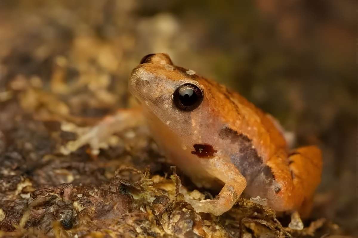 You Won’t Believe the 10 Smallest Amphibians in the World Revealed | The Lifesciences Magazine
