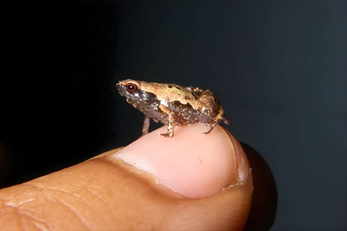 You Won’t Believe the 10 Smallest Amphibians in the World Revealed | The Lifesciences Magazine