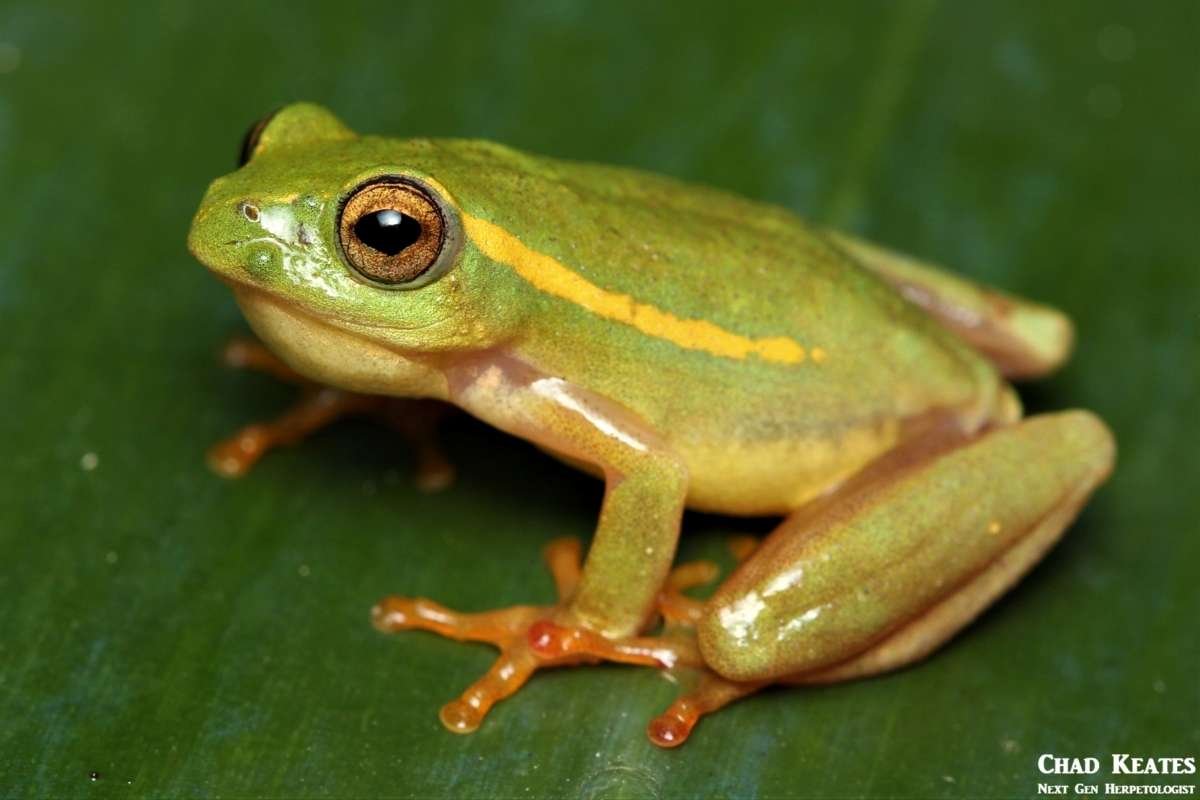 You Won’t Believe the 10 Smallest Amphibians in the World Revealed | The Lifesciences Magazine