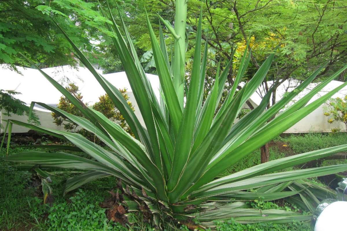 12 Stunning Flowers That Bloom Only Once in a Lifetime Again | The Lifesciences Magazine