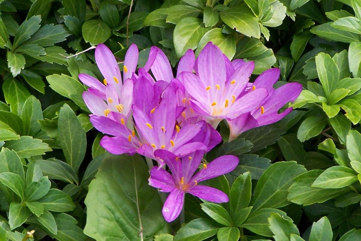 Discover the Most Poisonous Flowers in the World and Its Dangers | The Lifesciences Magazine