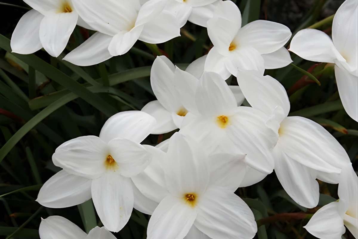 Enchanting Flowers That Bloom in the Dark: Moonlit Secrets | The Lifesciences Magazine