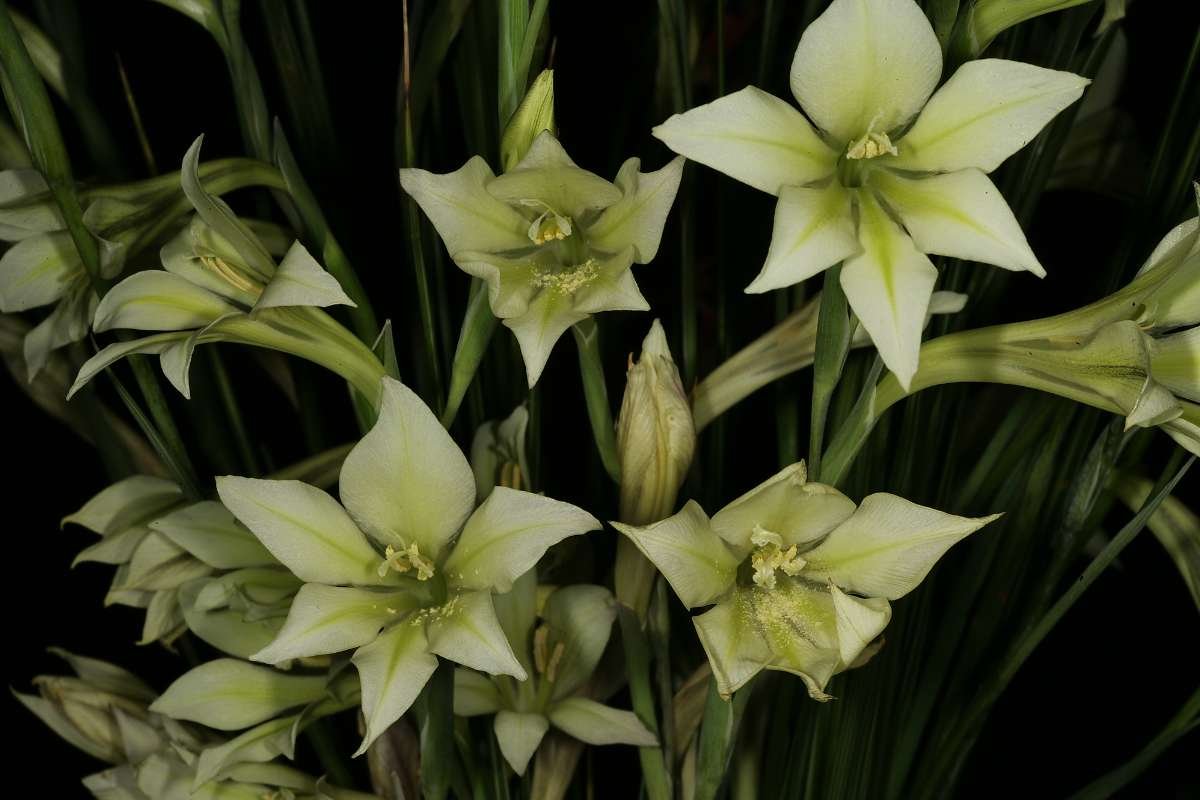 Enchanting Flowers That Bloom in the Dark: Moonlit Secrets | The Lifesciences Magazine