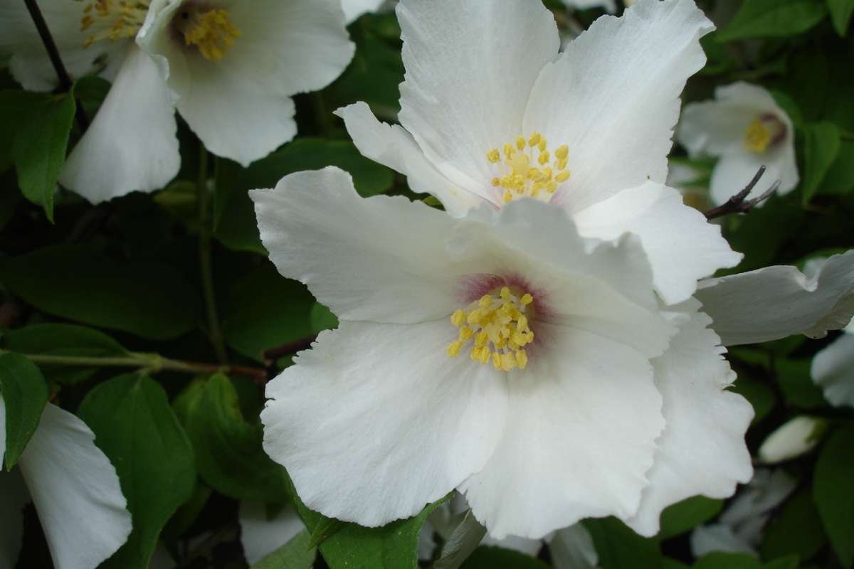 Enchanting Flowers That Bloom in the Dark: Moonlit Secrets | The Lifesciences Magazine