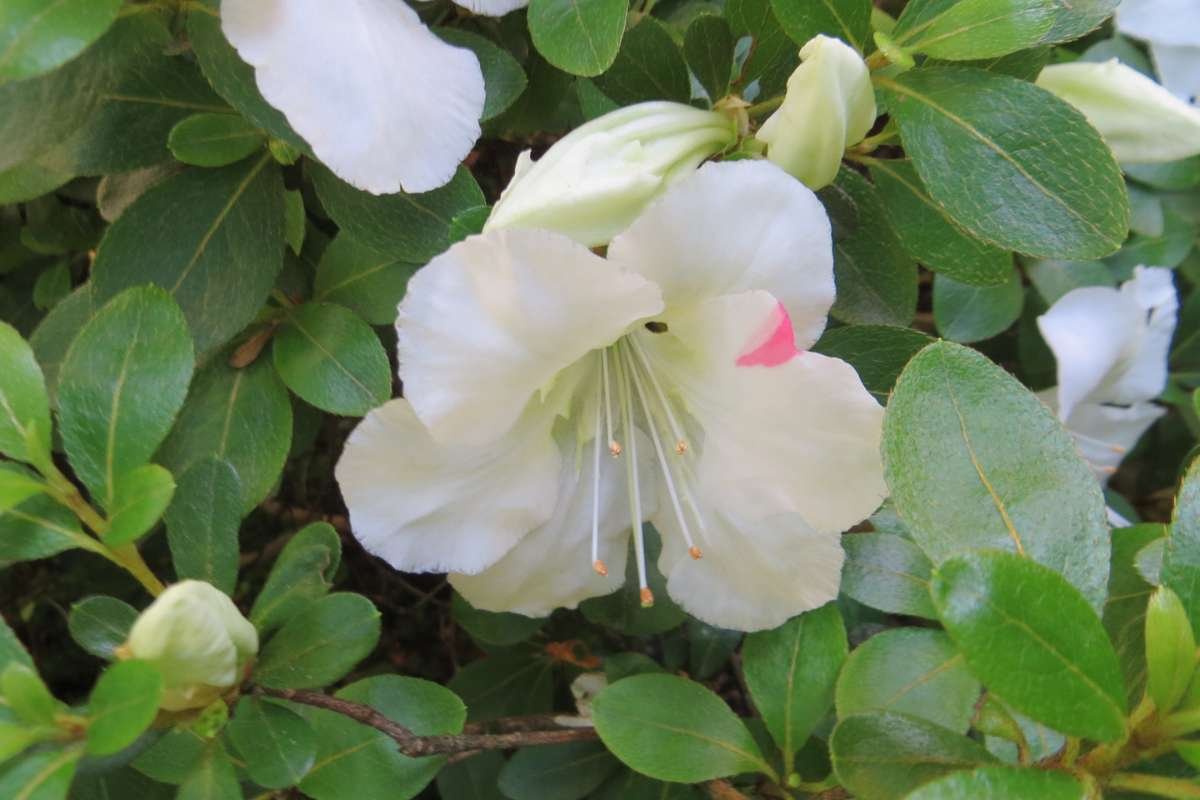 Discover the Most Poisonous Flowers in the World and Its Dangers | The Lifesciences Magazine