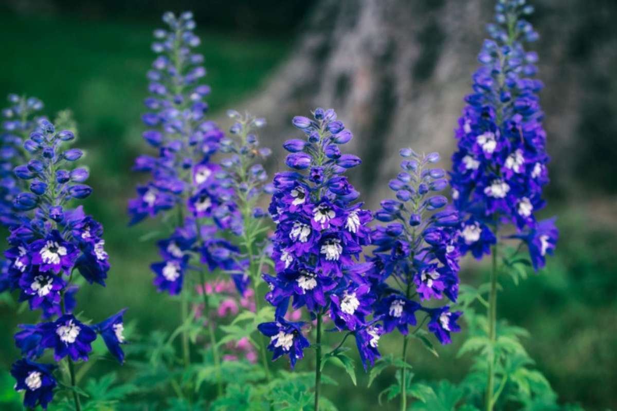 Discover the Most Poisonous Flowers in the World and Its Dangers | The Lifesciences Magazine