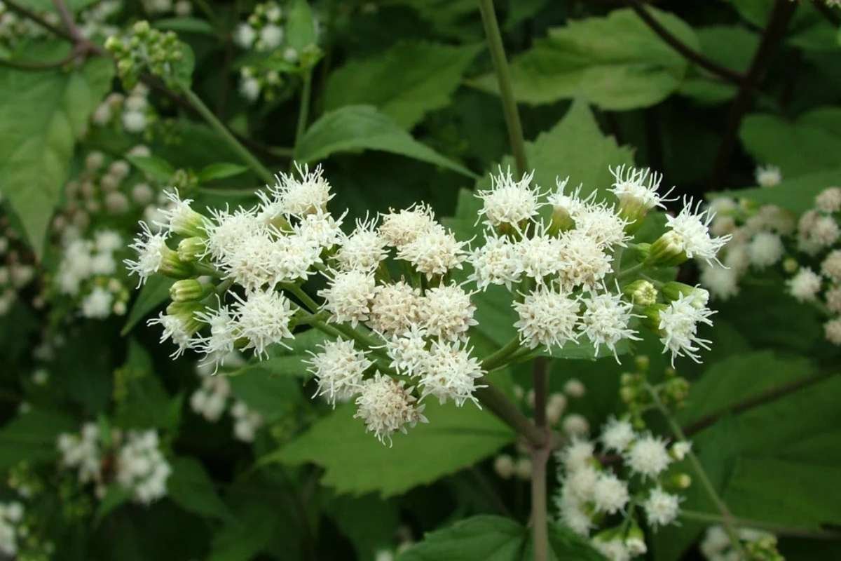 Discover the Most Poisonous Flowers in the World and Its Dangers | The Lifesciences Magazine