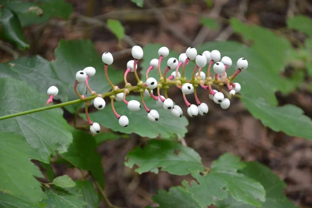 Discover the Most Poisonous Flowers in the World and Its Dangers | The Lifesciences Magazine