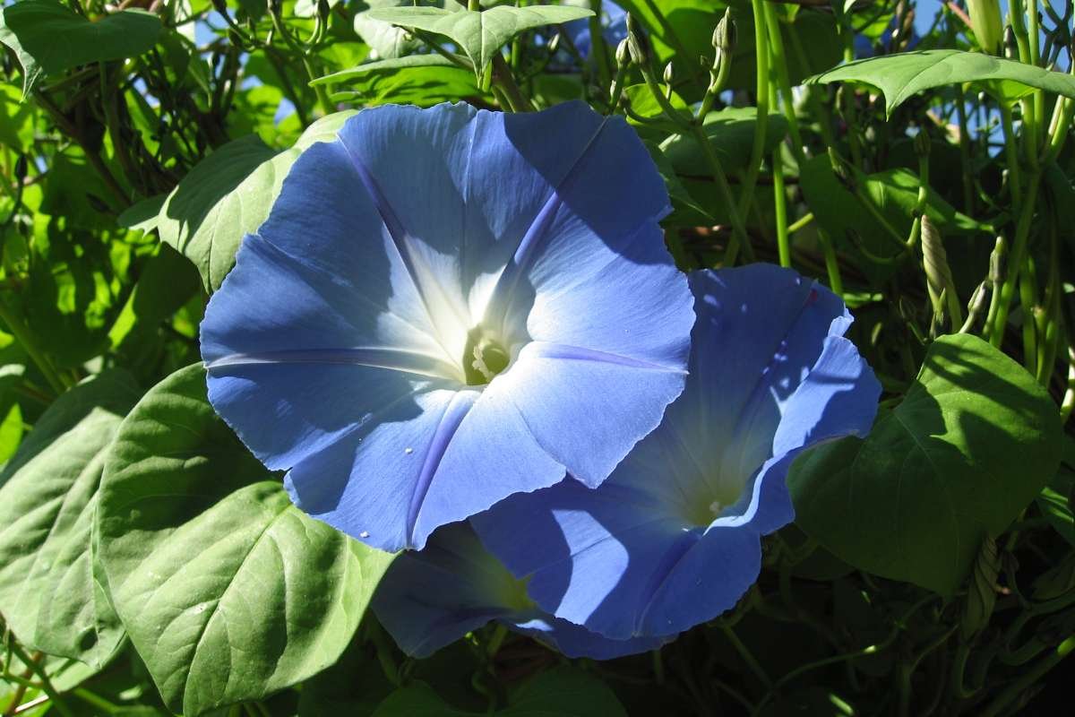 Discover the Most Poisonous Flowers in the World and Its Dangers | The Lifesciences Magazine