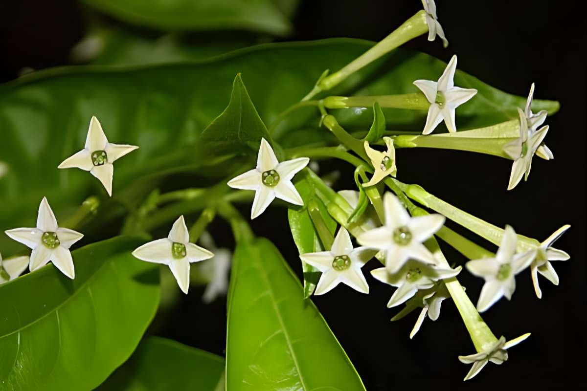 Enchanting Flowers That Bloom in the Dark: Moonlit Secrets | The Lifesciences Magazine