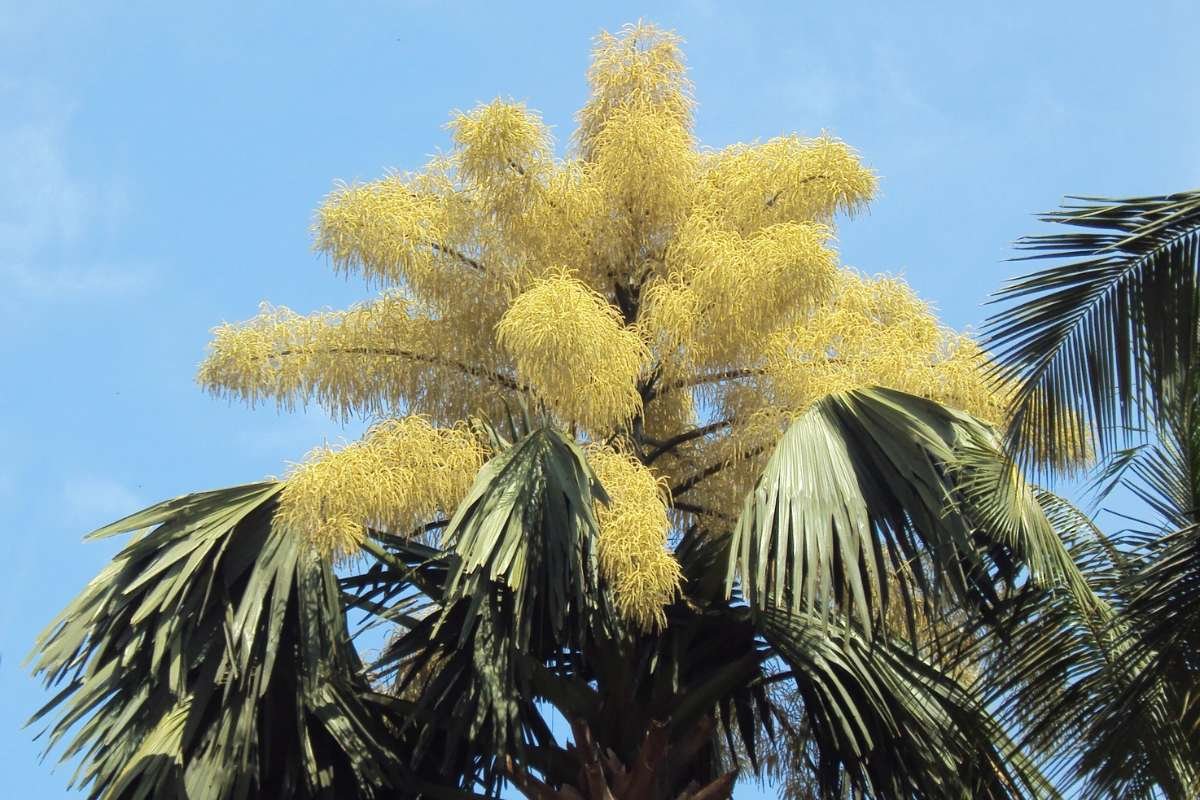 12 Stunning Flowers That Bloom Only Once in a Lifetime Again | The Lifesciences Magazine