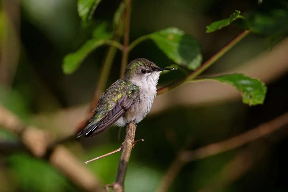 Meet the Top 10 Smallest Birds in the World and Their Big Roles | The Lifesciences Magazine
