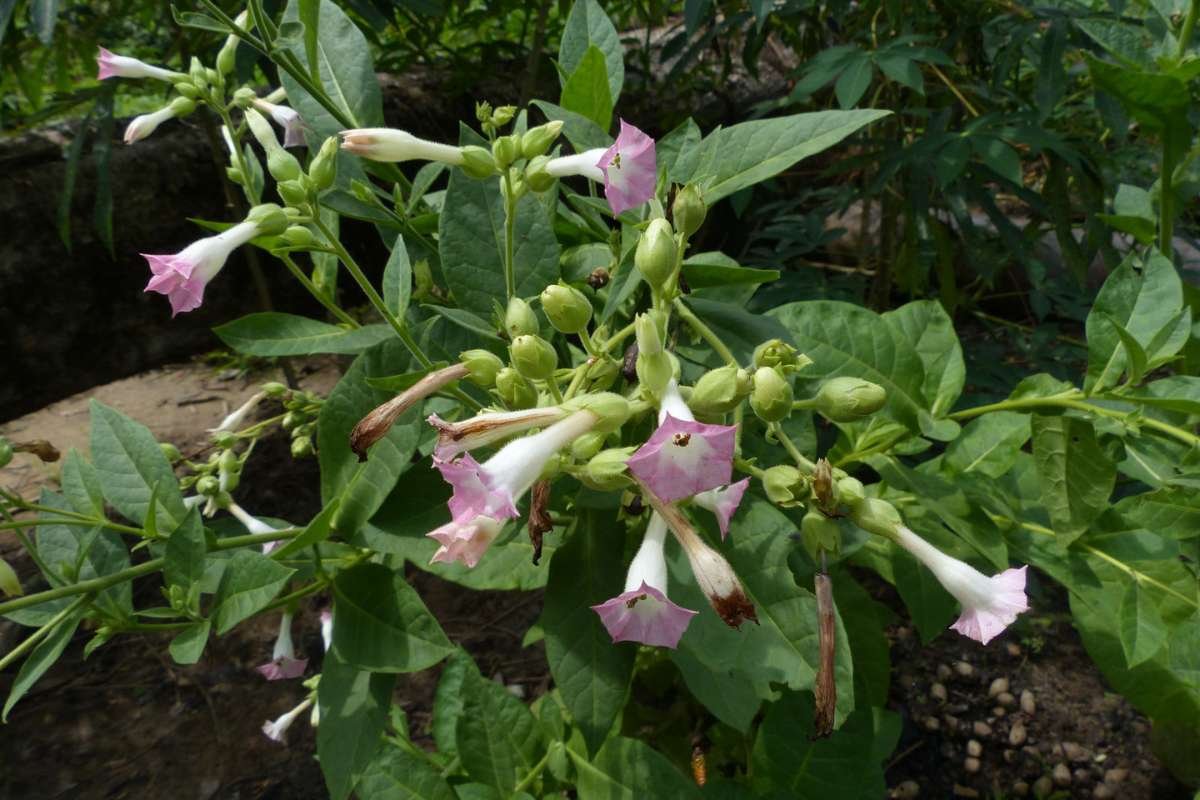 Discover the Most Poisonous Flowers in the World and Its Dangers | The Lifesciences Magazine