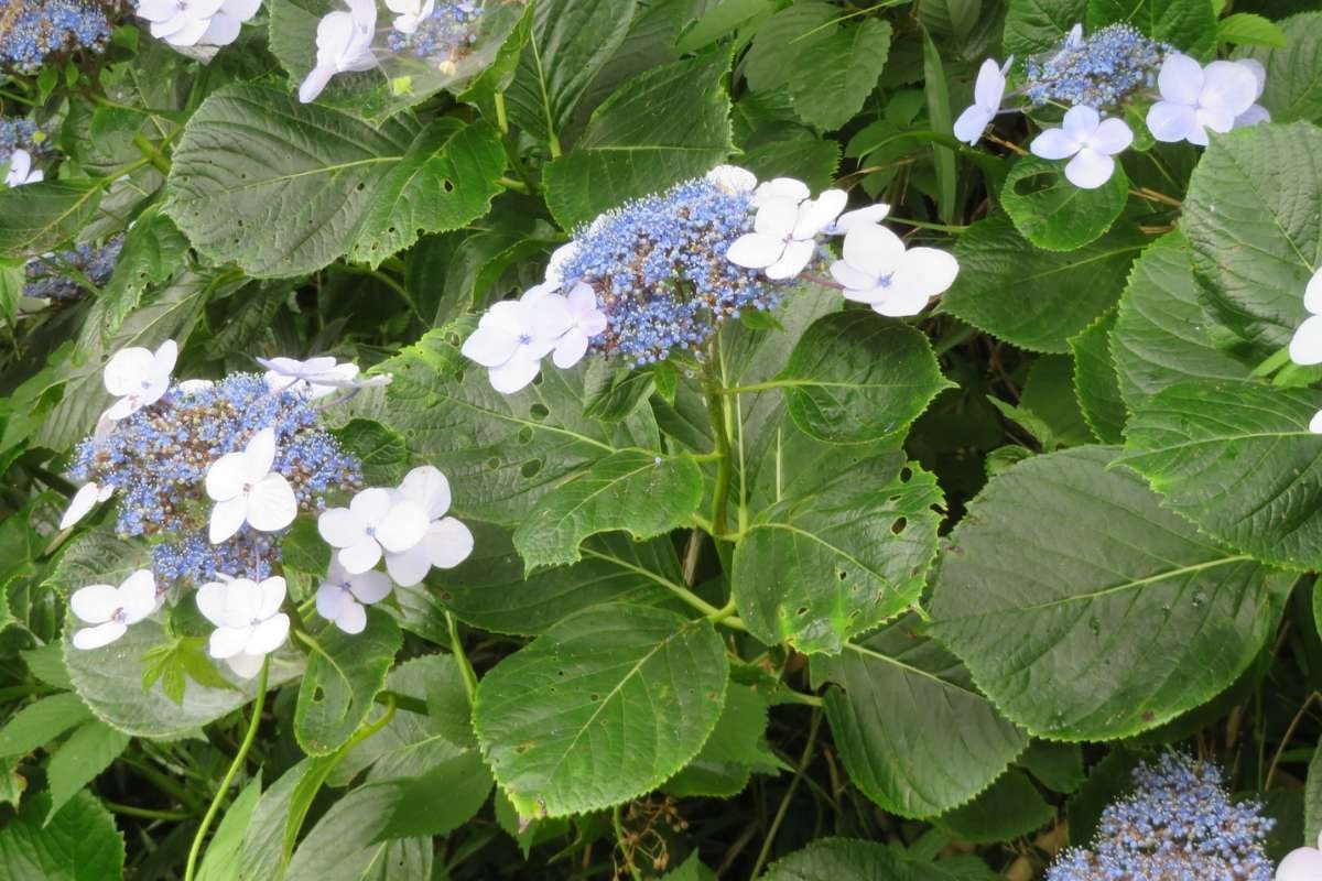 Discover the Most Poisonous Flowers in the World and Its Dangers | The Lifesciences Magazine