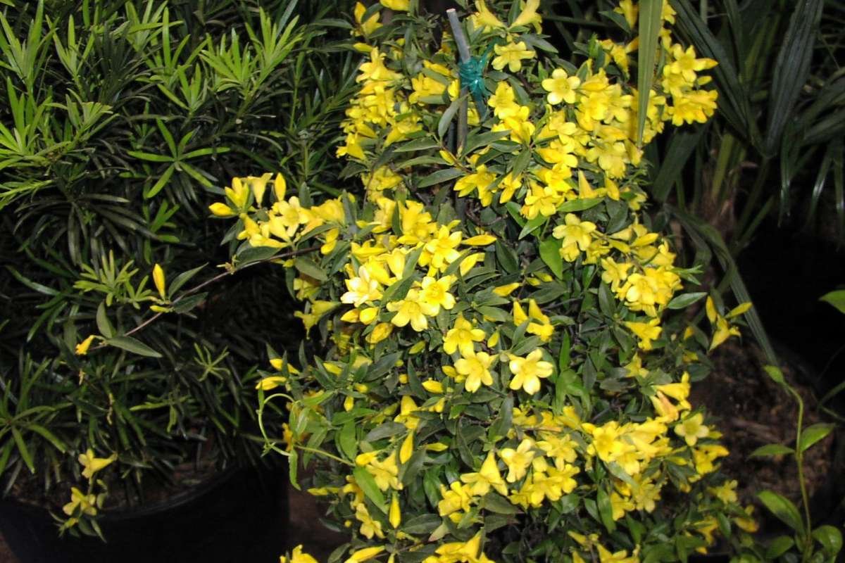 Discover the Most Poisonous Flowers in the World and Its Dangers | The Lifesciences Magazine