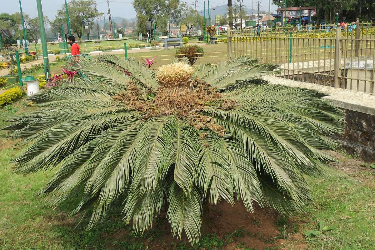 Discover the Most Poisonous Flowers in the World and Its Dangers | The Lifesciences Magazine