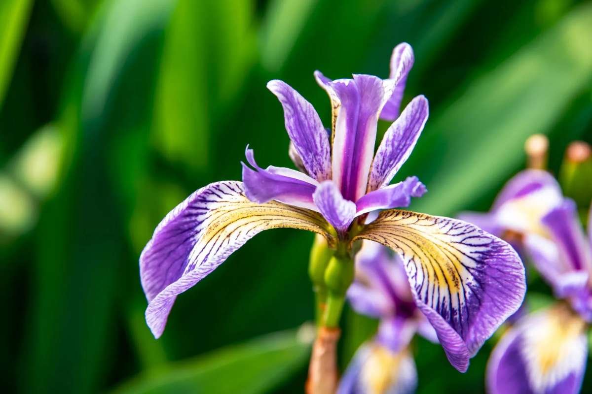 Discover the Most Poisonous Flowers in the World and Its Dangers | The Lifesciences Magazine
