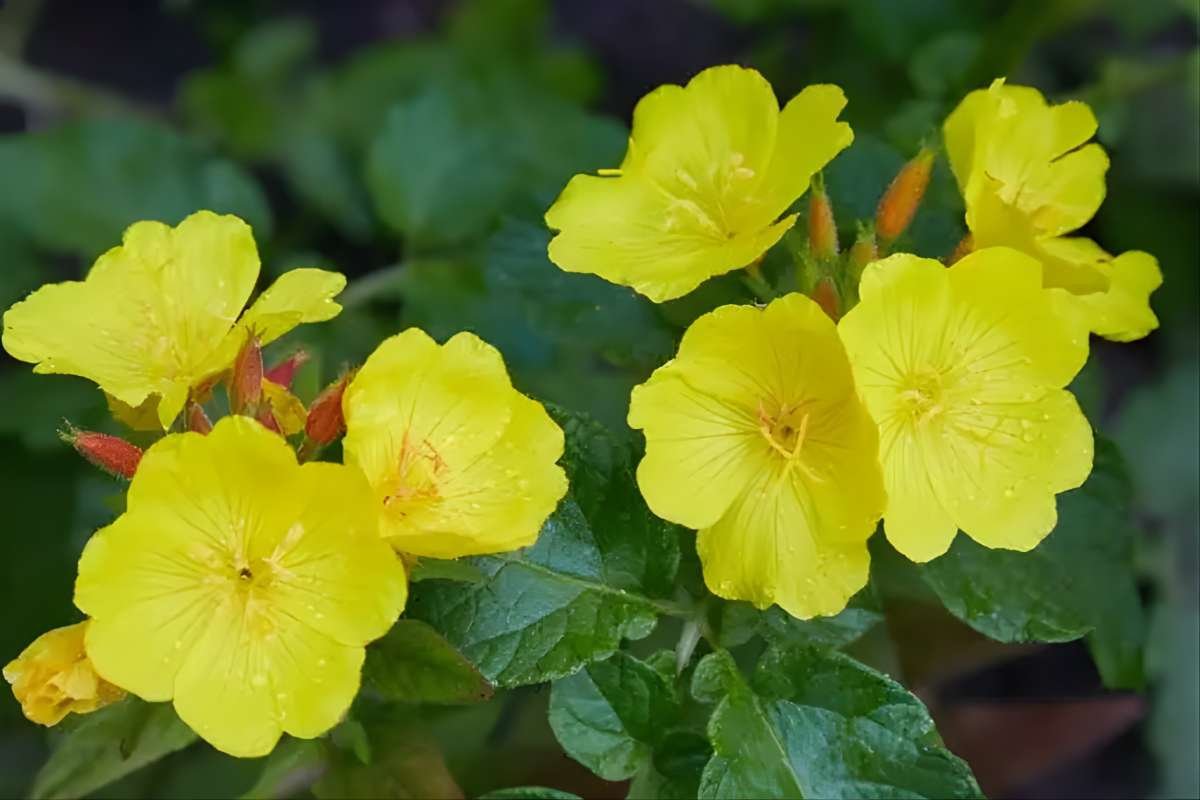 Enchanting Flowers That Bloom in the Dark: Moonlit Secrets | The Lifesciences Magazine