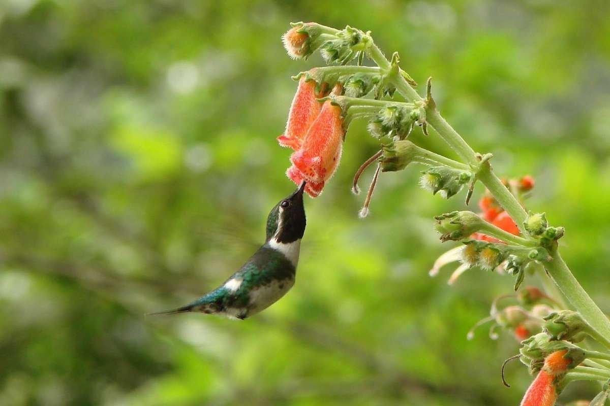 Meet the Top 10 Smallest Birds in the World and Their Big Roles | The Lifesciences Magazine