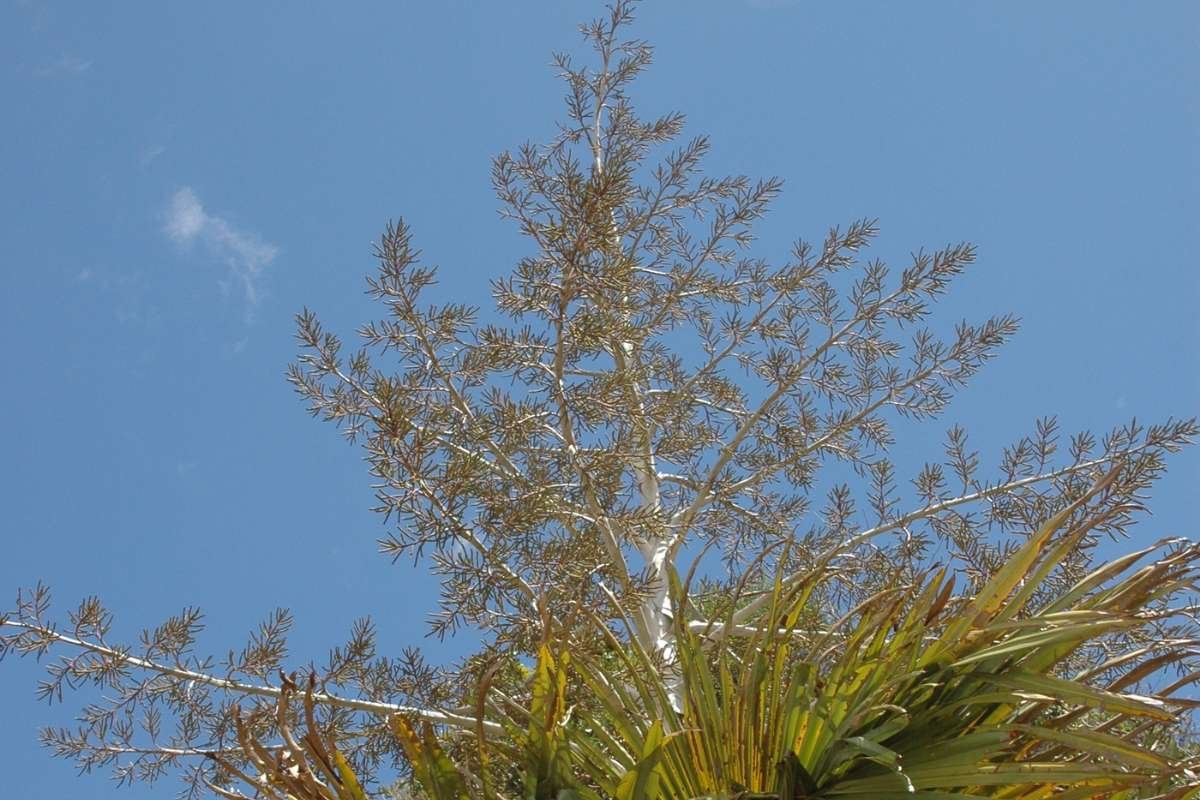 12 Stunning Flowers That Bloom Only Once in a Lifetime Again | The Lifesciences Magazine