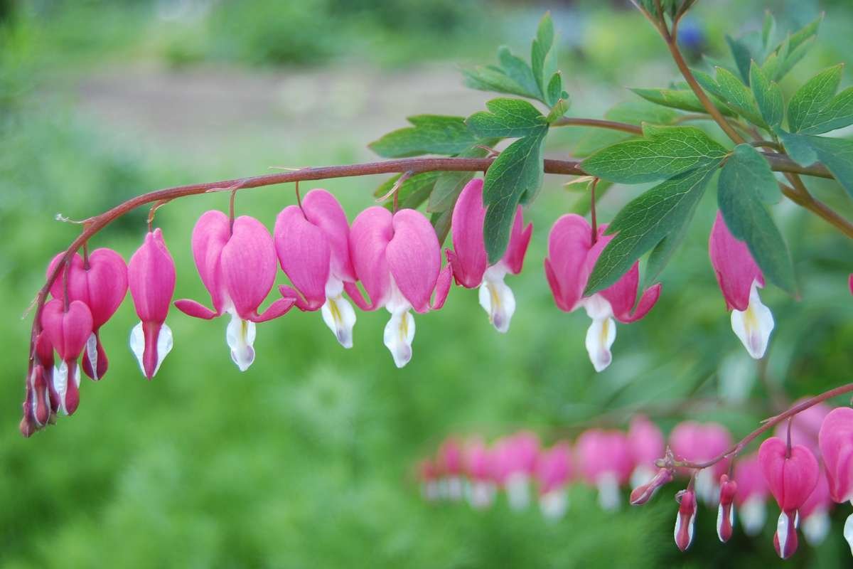 Discover the Most Poisonous Flowers in the World and Its Dangers | The Lifesciences Magazine