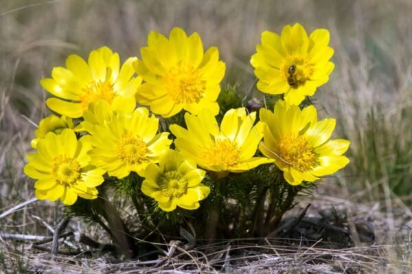 Adonitoxin Discover The Most Poisonous Flowers In The World And Its Dangers | The ...