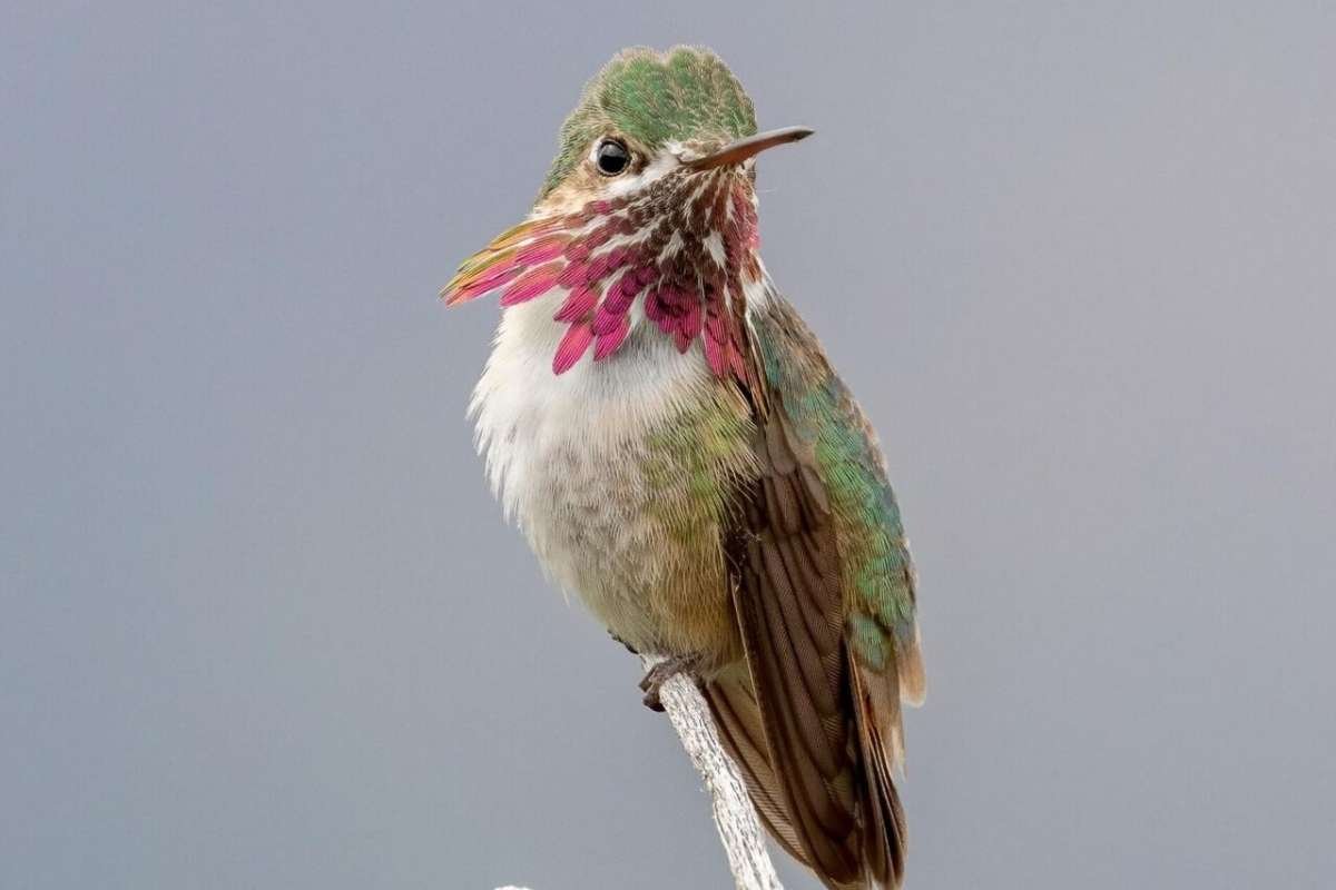 Meet the Top 10 Smallest Birds in the World and Their Big Roles | The Lifesciences Magazine