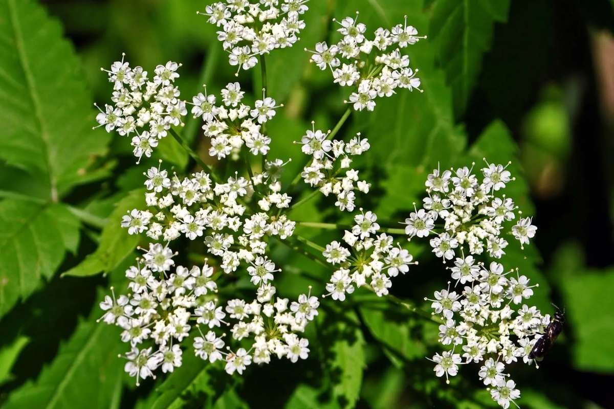 Discover the Most Poisonous Flowers in the World and Its Dangers | The Lifesciences Magazine