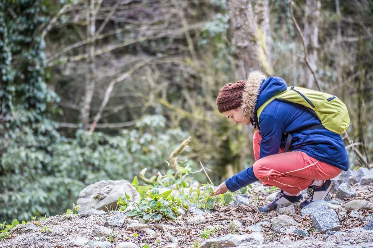 Largest Flowers in the World: Beautiful Natural Giants | The Lifesciences Magazine