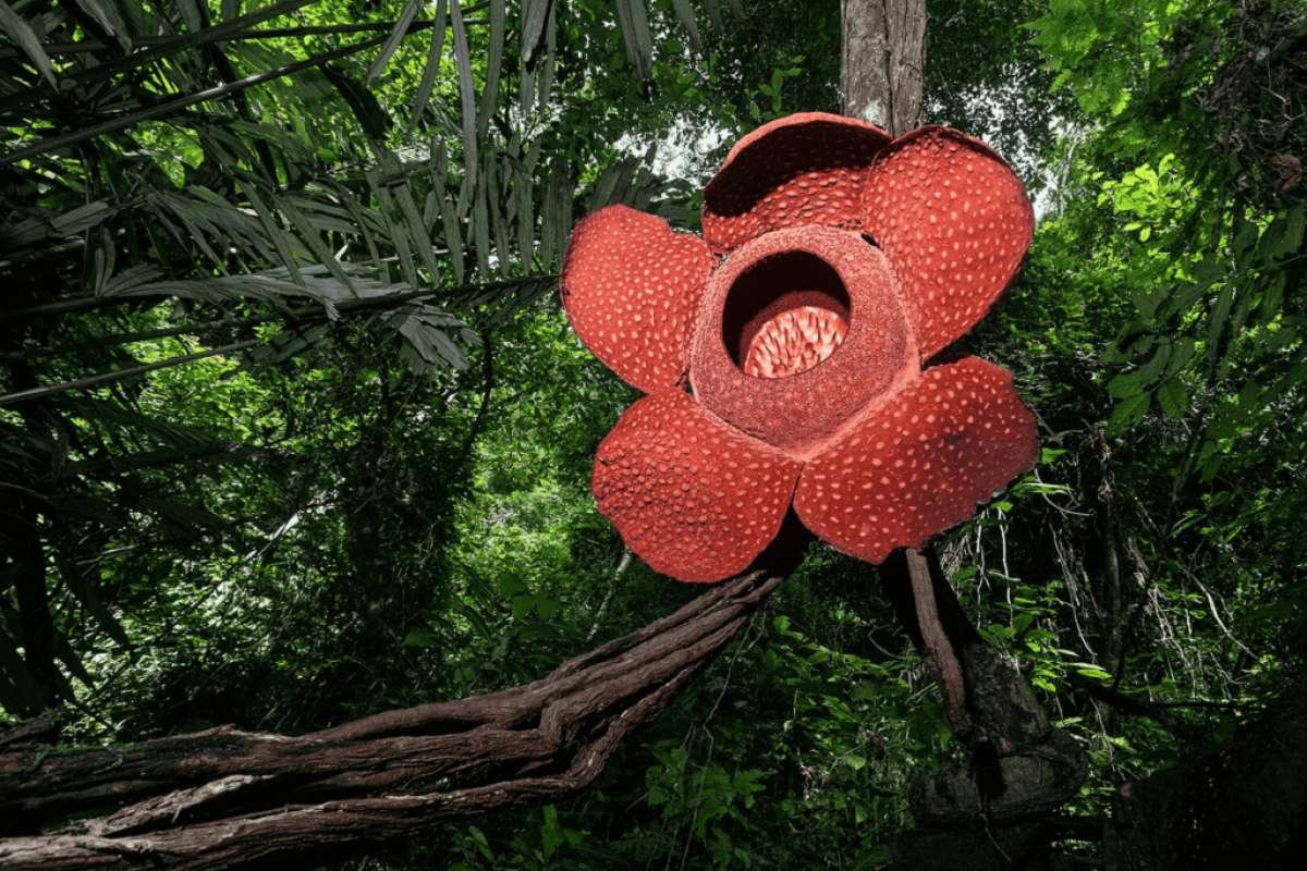 Largest Flowers in the World: Beautiful Natural Giants | The Lifesciences Magazine