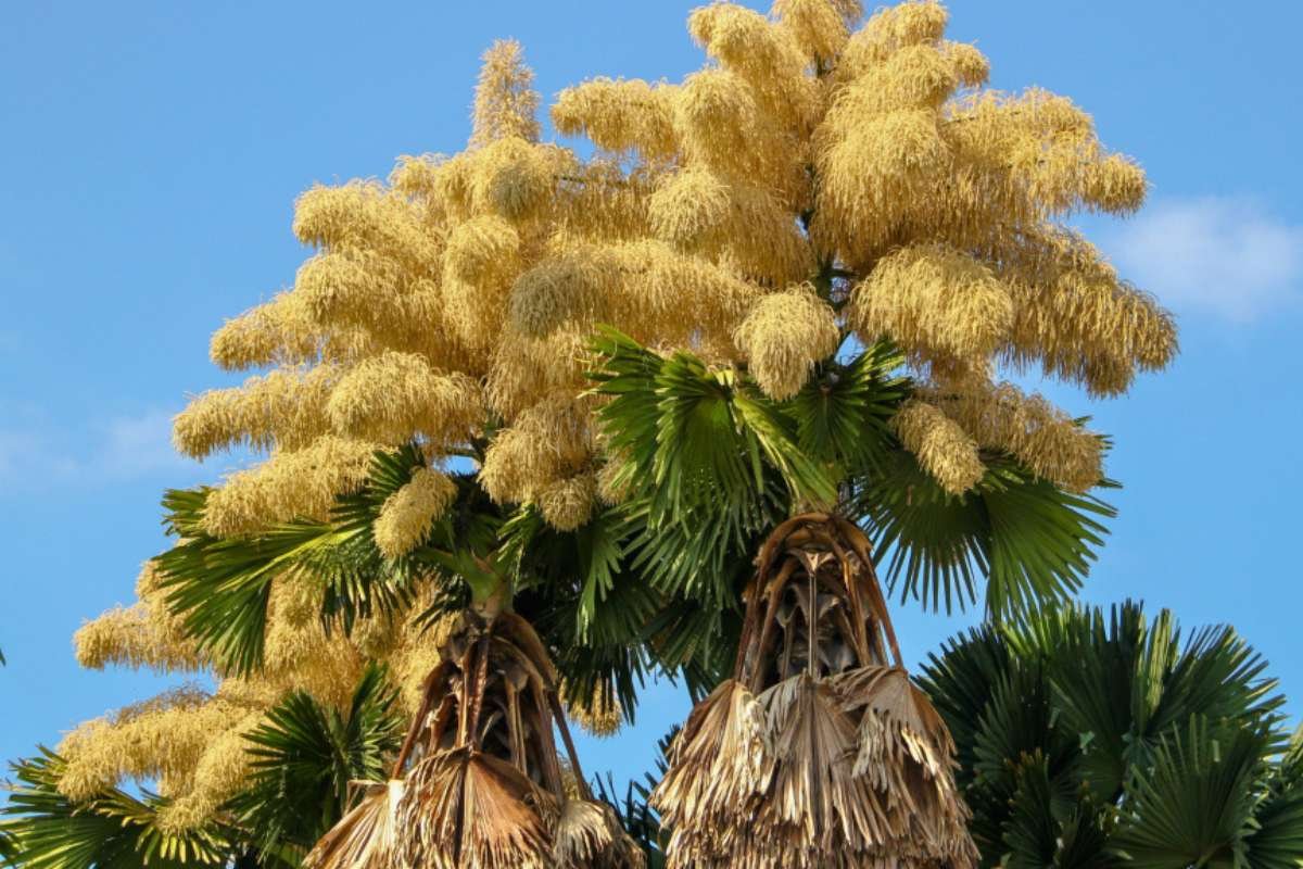 Largest Flowers in the World: Beautiful Natural Giants | The Lifesciences Magazine