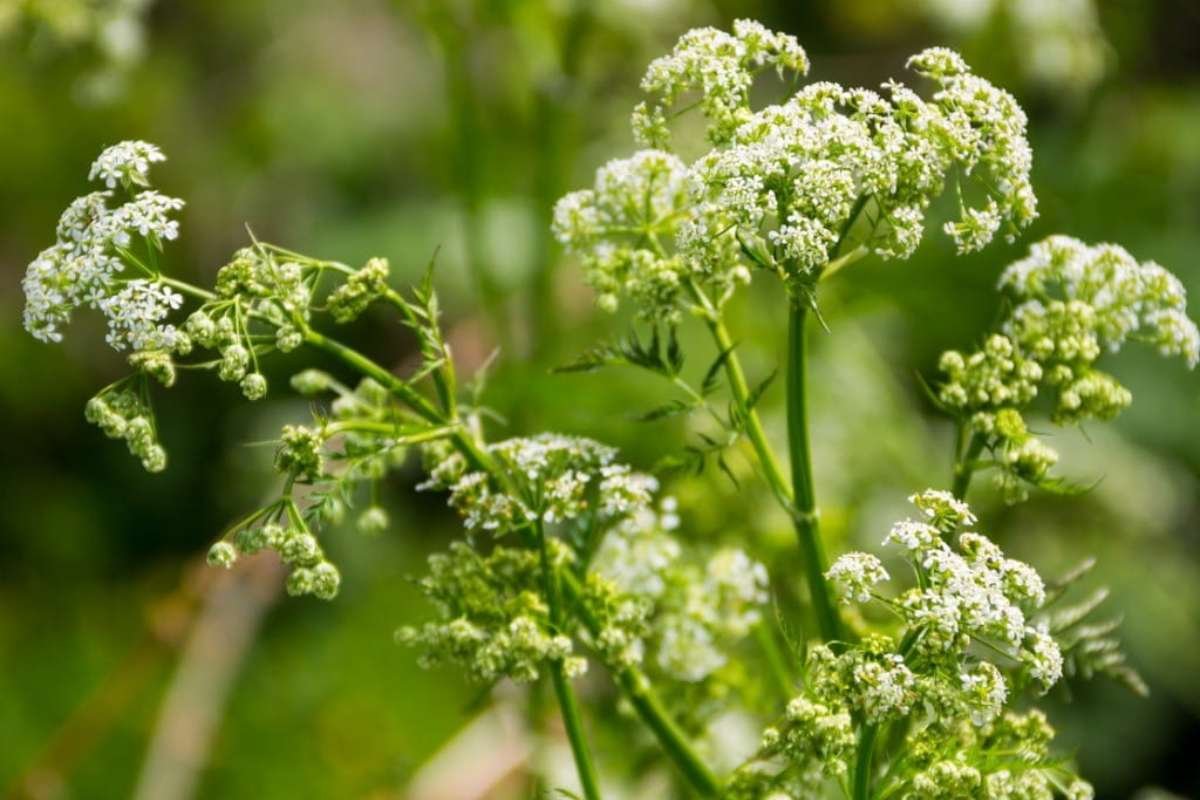 Discover the Most Poisonous Flowers in the World and Its Dangers | The Lifesciences Magazine