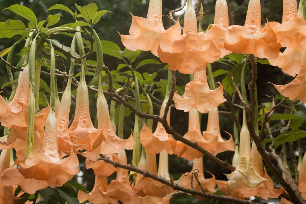 Enchanting Flowers That Bloom in the Dark: Moonlit Secrets | The Lifesciences Magazine