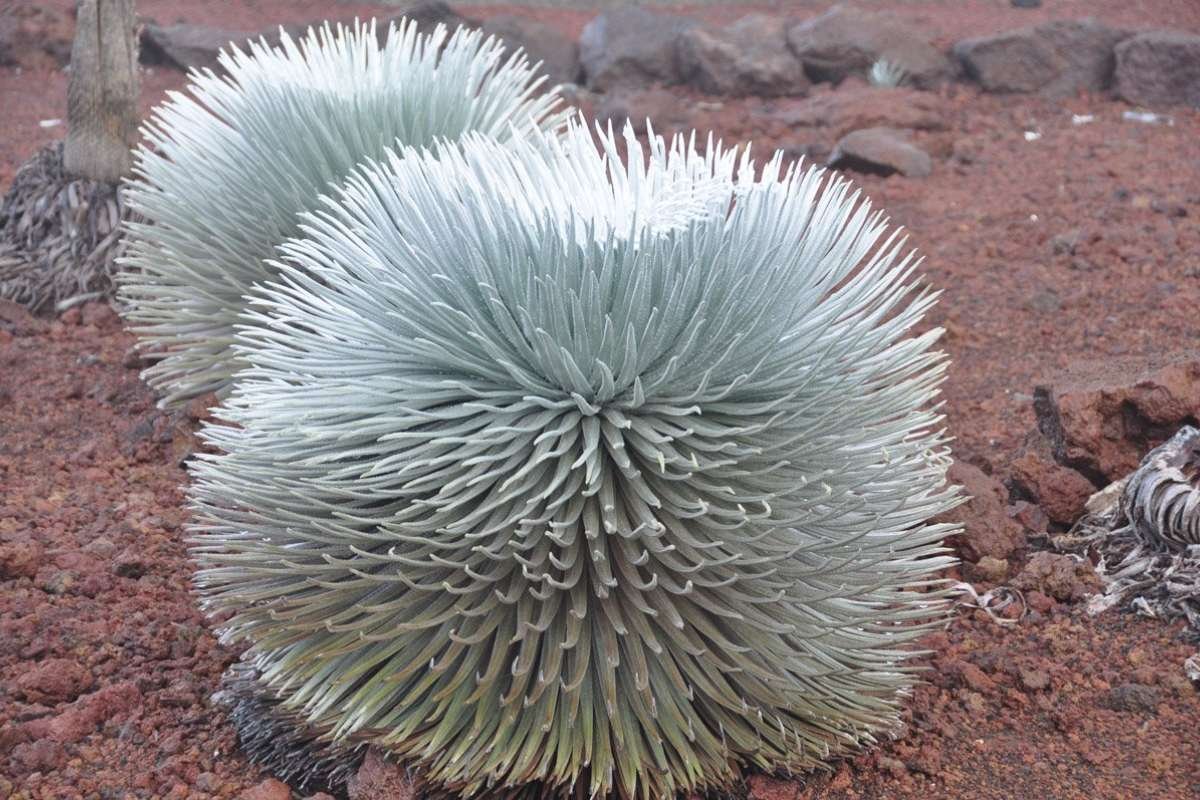 12 Stunning Flowers That Bloom Only Once in a Lifetime Again | The Lifesciences Magazine