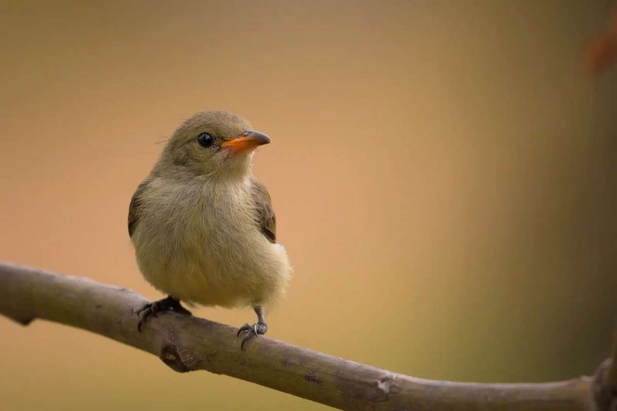 Meet the Top 10 Smallest Birds in the World and Their Big Roles | The Lifesciences Magazine