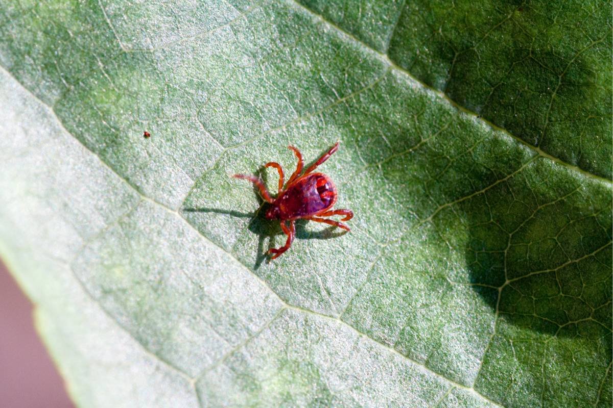 Bed Bug vs Chigger Bite Explained So You Can Stop Guessing | The Lifesciences Magazine