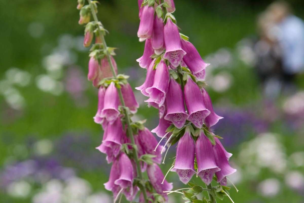 Discover the Most Poisonous Flowers in the World and Its Dangers | The Lifesciences Magazine