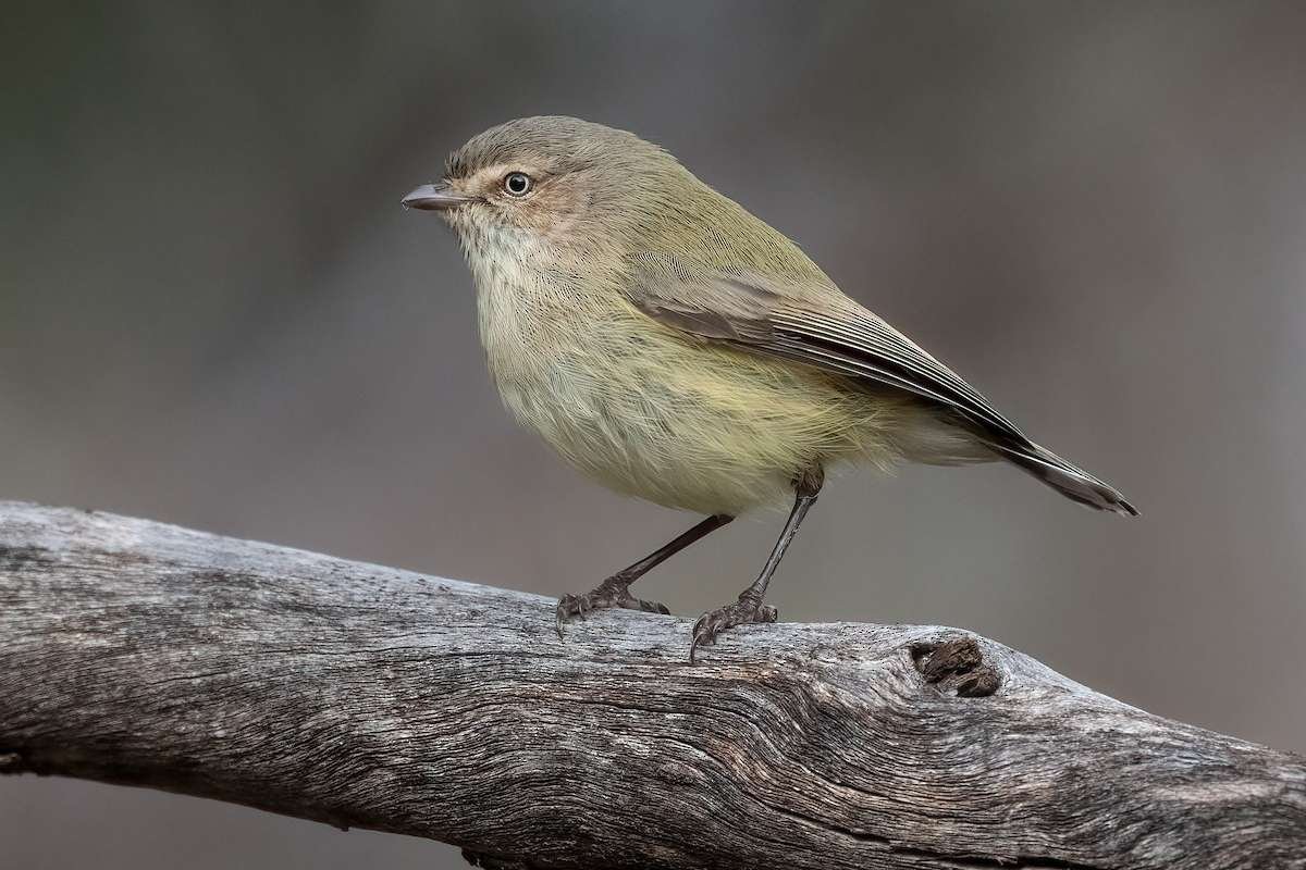 Meet the Top 10 Smallest Birds in the World and Their Big Roles | The Lifesciences Magazine